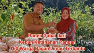 Panen Cabai dari Kebun Ketahanan Pangan, 160 Warga Bagan Limau Terbantu