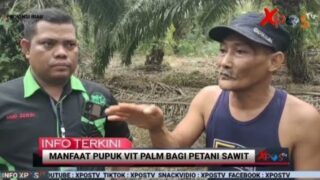 Hasil Panen Kelapa Sawit Meningkat ini Penyampaian Beberapa Petani Sawit Yang Ada di Riau