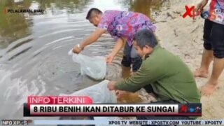 Pemerintah Desa Bagan Limau Tabur 8 Ribu Benih Ikan Tawar di Sungai