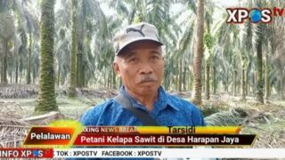 Petani Kelapa Sawit Sangat Terbantu Dengan Adanya Pupuk Organik Vit Palm