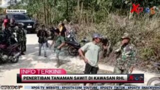 Pemdes Air Hitam dan Satgas PKH Lakukan Penertiban Tanaman Sawit di Kawasan Reboisasi Hutan Lindung