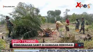 Pemdes dan Masyarakat Beserta Tim Satgas PKH Kembali Musnahkan Tanaman Sawit di Kawasan Reboisasi