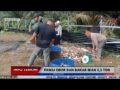 Pemkab Pelalawan Siapkan 5,5 Ton Ikan Sambut Tahun Baru Islam 1448 Hijriah